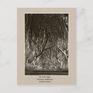 Postale Haies foncées, Stranocum, Ballymoney NI carte post