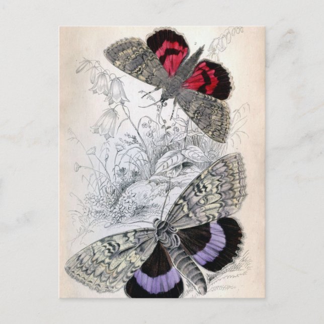 Postale Illustration de papillon français vintage - Carte  (Devant)