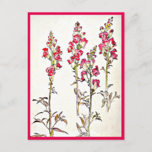 Postale Illustration Vintage Carte Postale-Beatrix Potter 