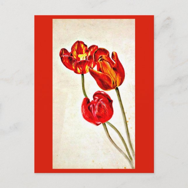 Postale Illustration Vintage Carte Postale-Beatrix Potter  (Devant)