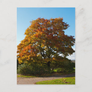 Postale Jardin d'automne, Saint-Pétersbourg Russie Carte p