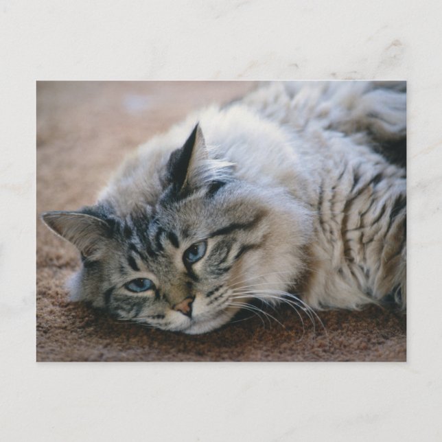 Postale Je peux entendre tes pas - carte chat (Devant)