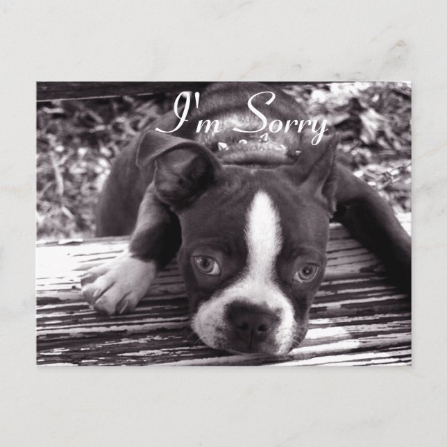 Postale Je suis Désolé Carte (Devant)
