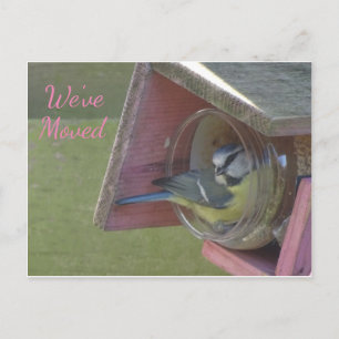 Postale Joli petit oiseau coloré Nous avons déplacé carte 