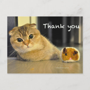 Postale joli scottish fold nouilles chat merci carte posta
