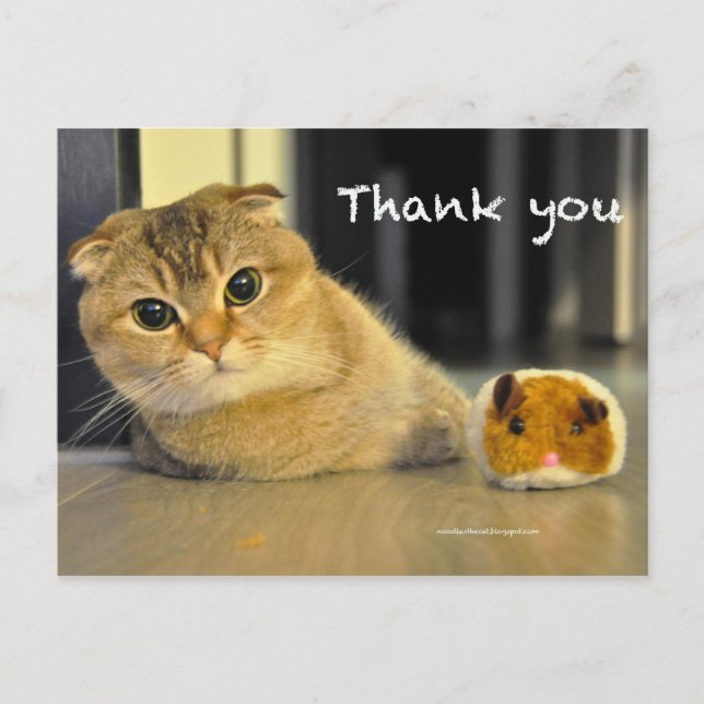 Postale joli scottish fold nouilles chat merci carte posta (Devant)