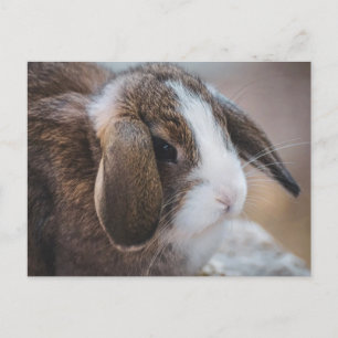 Postale Jolie carte de Pâques lapin bunny mignon