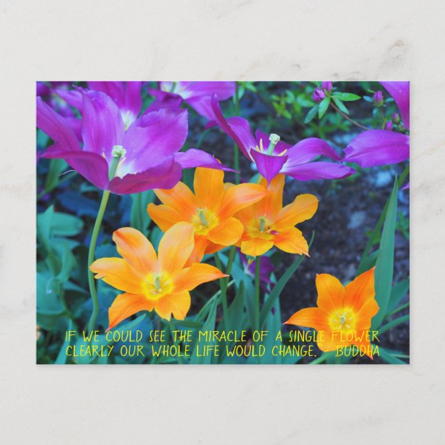 Postale Jolie Tulipes Printemps Orange Purple Carte Postal (Devant)