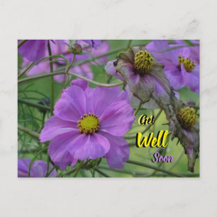 Postale Jolies Fleurs de Cosmea Guérissez Vite Carte Posta