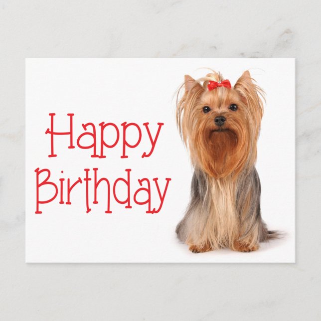 Postale Joyeux Anniversaire Yorkshire Terrier Puppy Carte  (Devant)