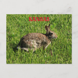 Postale Kansas Bunny Rabbit fermer la carte postale.