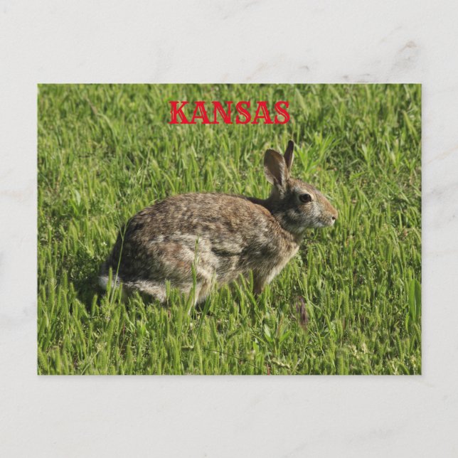 Postale Kansas Bunny Rabbit fermer la carte postale. (Devant)