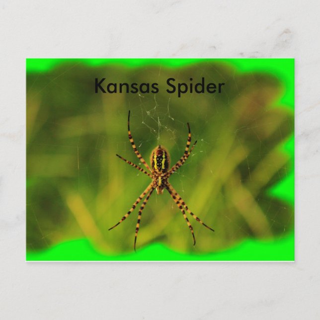 Postale Kansas Garden Spider CARTE POST (Devant)