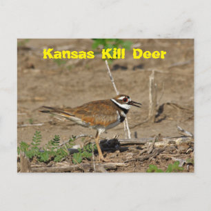 Postale Kansas Kill Deer dans une CARTE POST.