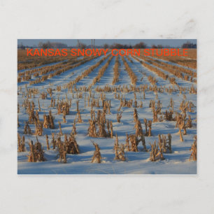 Postale Kansas Snowy corn Stubble POST CARTE