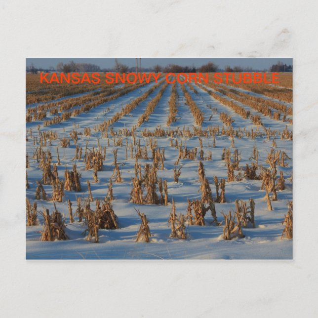 Postale Kansas Snowy corn Stubble POST CARTE (Devant)