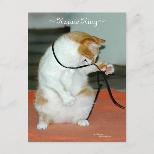 Postale Karate Kitty Chat jouer carte Postcard (Devant)