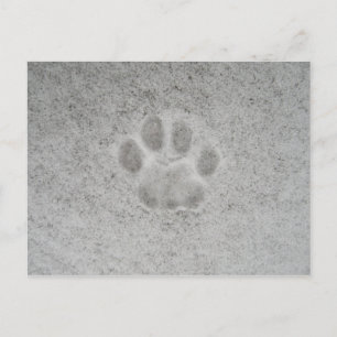 Postale Kitten empreinte de patte dans la neige Carte post