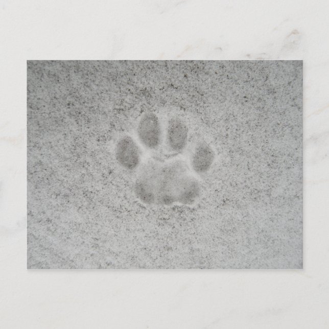 Postale Kitten empreinte de patte dans la neige Carte post (Devant)