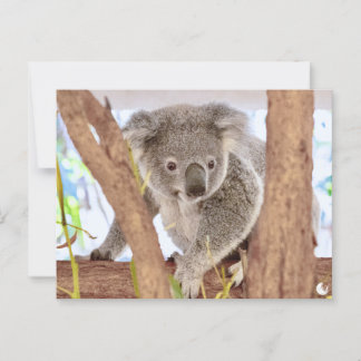Postale Koala Australie | "Moments, revisité" Carte postal