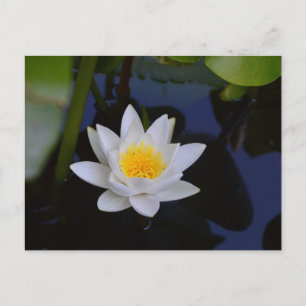Postale La carte Lotus Blanche