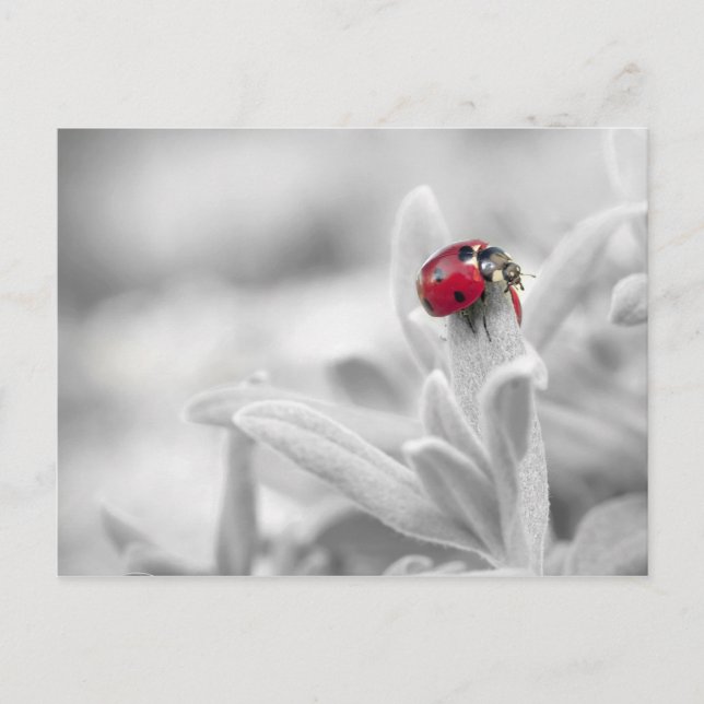 Postale Ladybug dans la carte blanche (Devant)