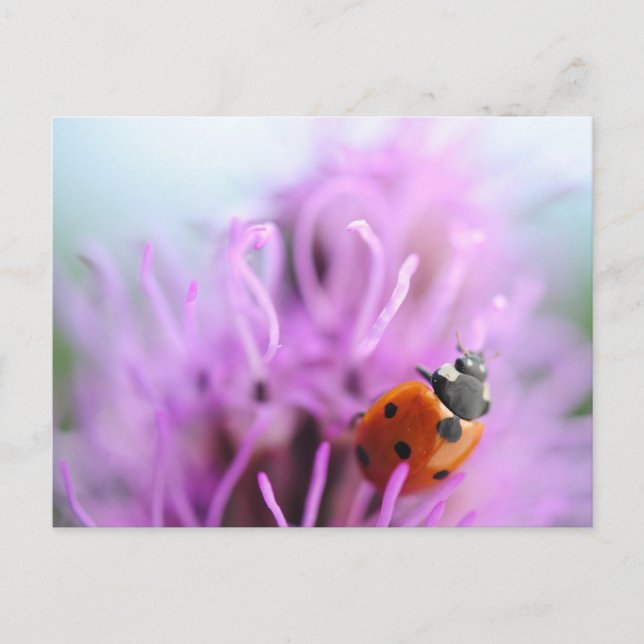 Postale Ladybug sur la carte à fleurs violettes (Devant)