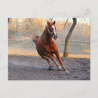 Postale Le cheval bénéficie de la CARTE de jour