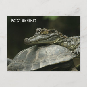 Postale Le Crocodile et la carte de la tortue