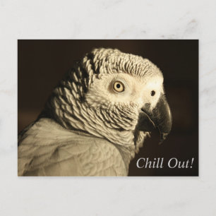 Postale Le perroquet gris africain "Chill Out !" Carte pos
