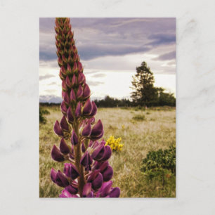 Postale Lupins rose sauvage @ Nouvelle-Zélande carte posta