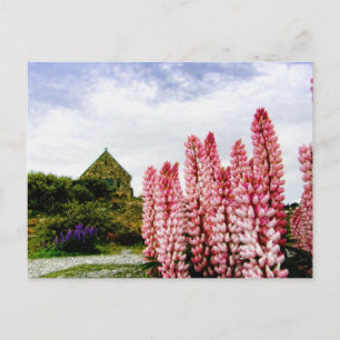 Postale Lupins roses @ Lake Tekapo Nouvelle-Zélande Carte 