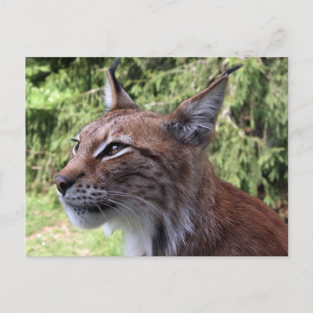 Postale Lynx majestueuse de l'Eurasie à Skåne Zoo Carte po (Devant)