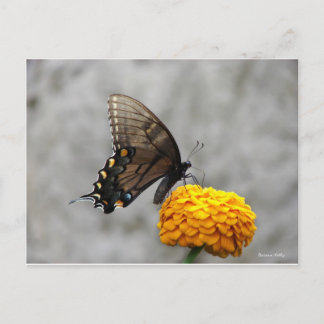 Postale Ma carte papillon