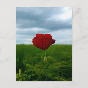 Postale Malgré tout rouge – Coquelicot dans la carte posta