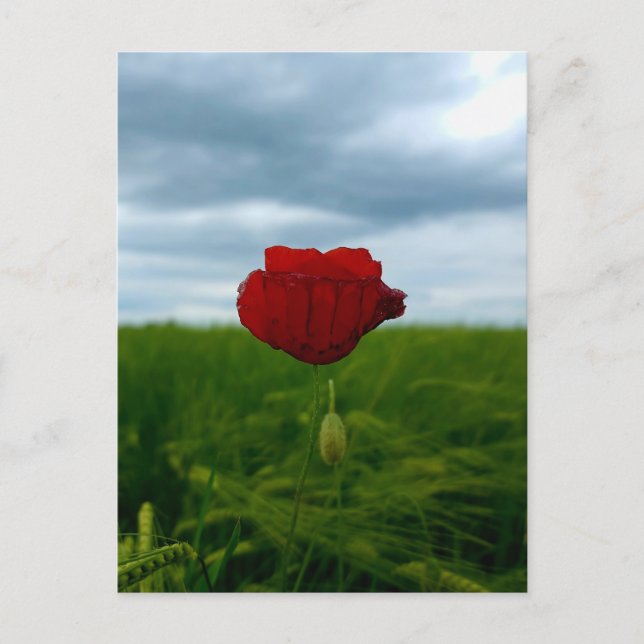Postale Malgré tout rouge – Coquelicot dans la carte posta (Devant)