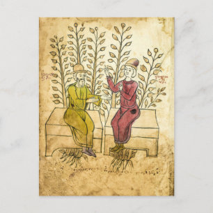 Postale Manuscrit Herbaliste Médiéval réel photo carte pos