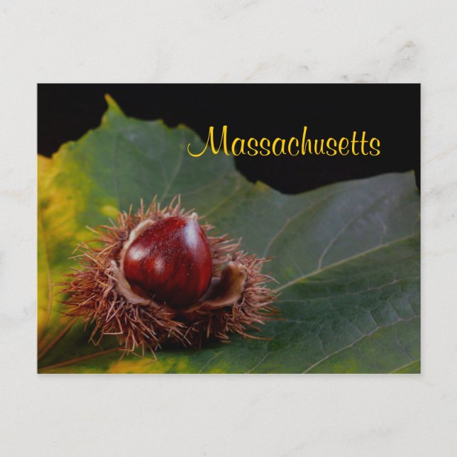 Postale Massachusetts, Feuilles D'Automne Avec Carte Posta (Devant)