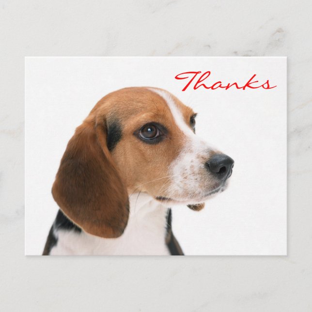 Postale Merci Beagle Chien Chien Chien Salutation Carte po (Devant)
