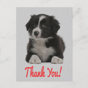 Postale Merci Bordure Collie Chien Chien Chien Chien Carte