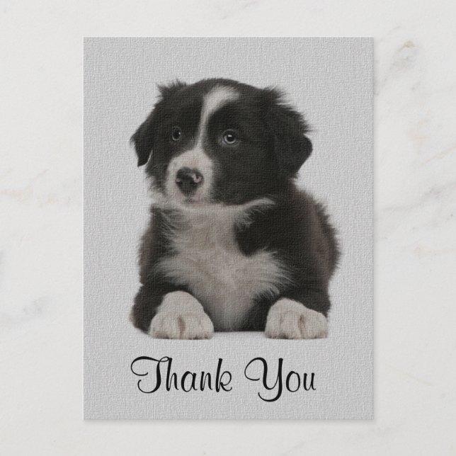 Postale Merci Bordure Collie Chien Chien Chien Chien Carte (Devant)