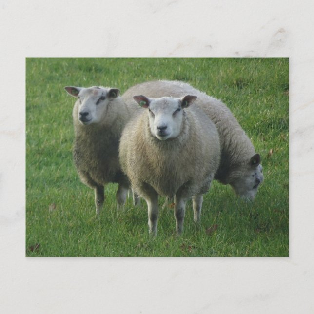 Postale Mignonne mouton dans l'herbe do-it-yourself carte  (Devant)