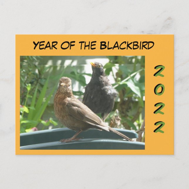 Postale Mignons Blackbirds Pair Année 2022 Coupe. Carte po (Devant)