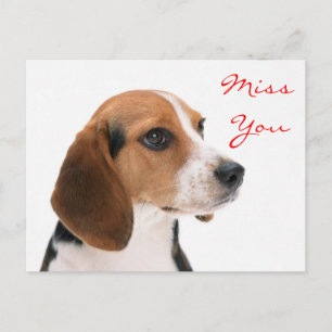 Postale Miss You Beagle Chien Chien Chien Salutation Carte