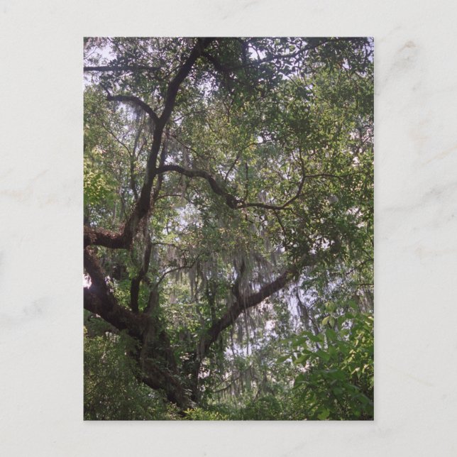 Postale Moss Forest Canopy Custom Louisiana Art Carte post (Devant)