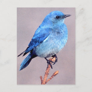 Postale Mountain Bluebird Wildlife Series # 2 Carte postal