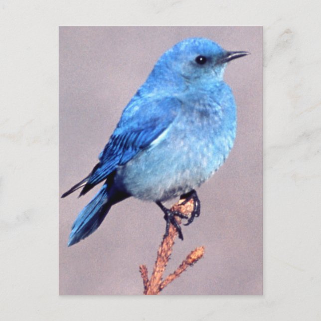 Postale Mountain Bluebird Wildlife Series # 2 Carte postal (Devant)