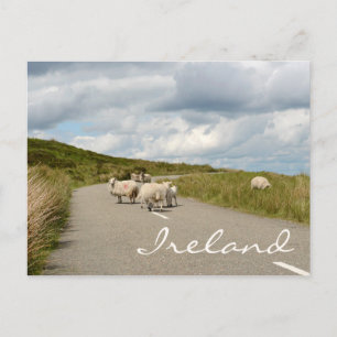 Postale Moutons sur la route en Irlande texte carte postal
