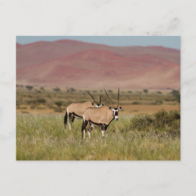 Postale Namibie - Oryx antilopes à Sossusvlei carte postal (Devant)