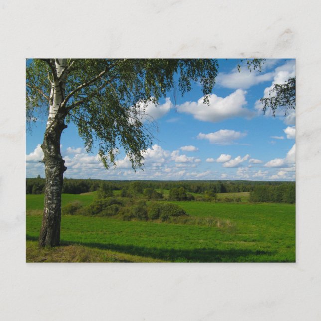 Postale Nature Paysage paysage Birch Biélorussie Carte pos (Devant)